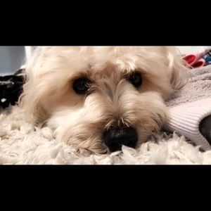 Meet your Posher, Grace